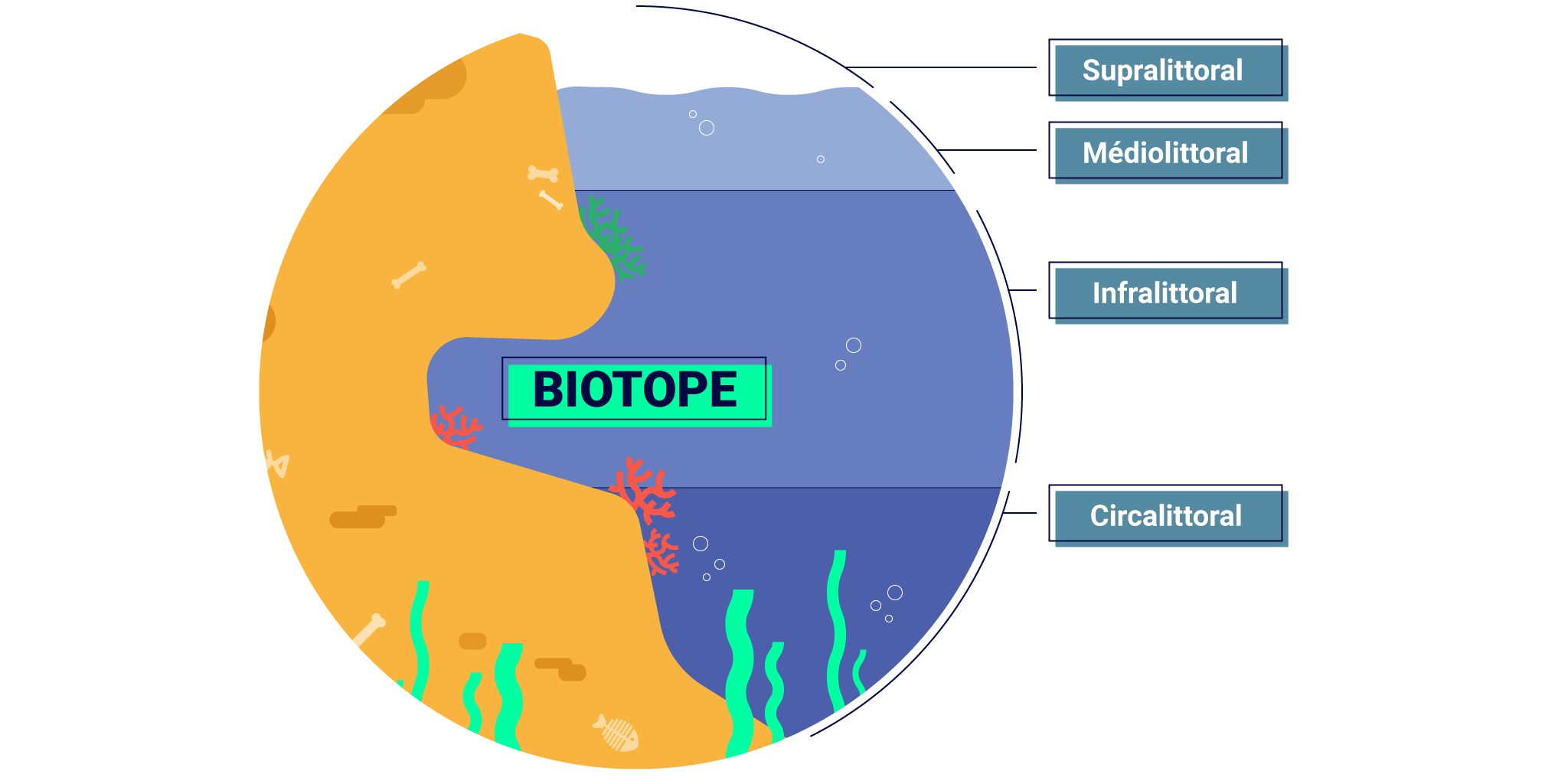 Un diagramme illustratif montrant un biotope où les écosystèmes terrestres et aquatiques se rencontrent, avec différentes zones dans l’eau représentant différentes profondeurs et conditions pour la vie aquatique : biotope supralittoral, médiolittoral, infralittoral, circalittoral.