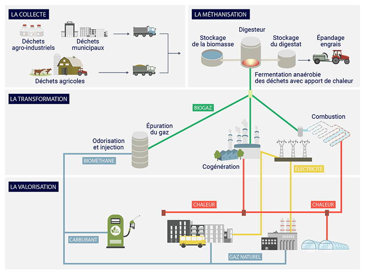 Le procédé de méthanisation, une méthode biologique de traitement des déchets organiques