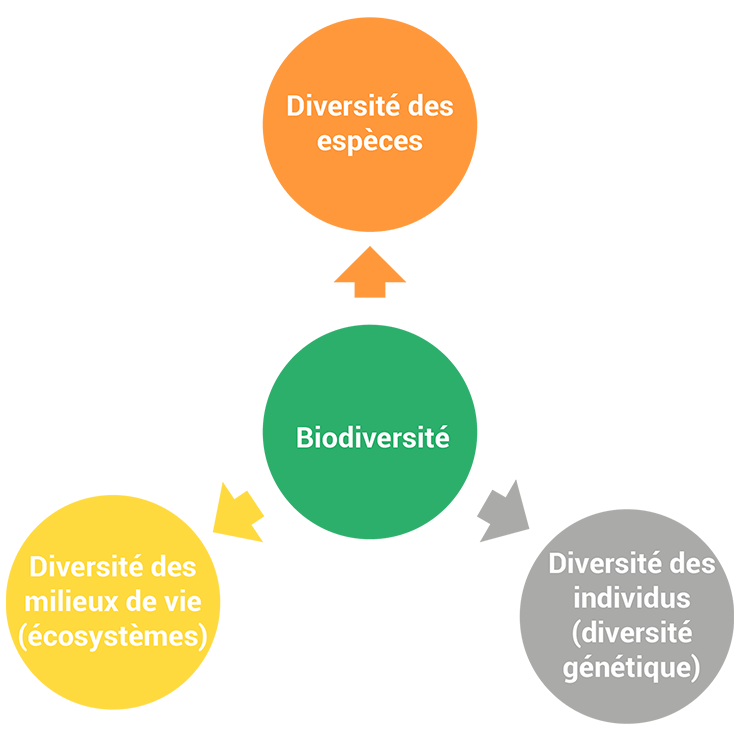 La biodiversité comprend trois dimensions dont la faune et la flore